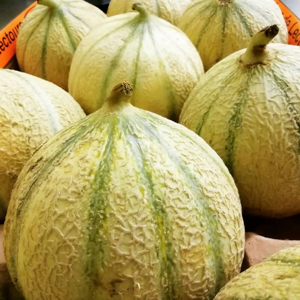 Melon Charentais – Image 3