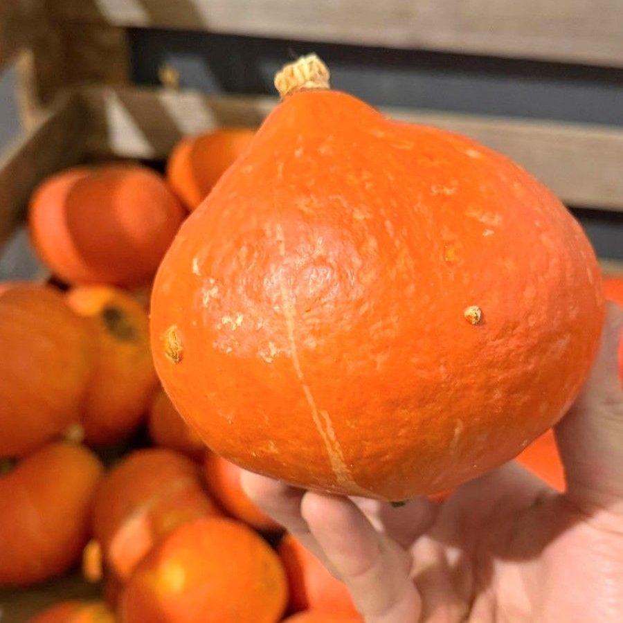 Potimarron